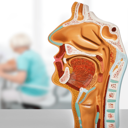 ENT (Ear, Nose, Throat) ENT (Ear, Nose, Throat)